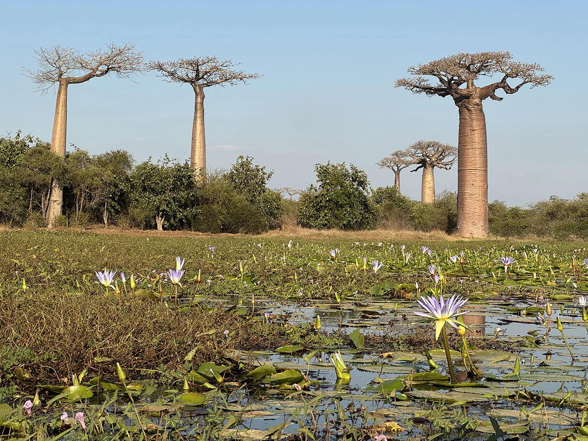 que ver en la avenida de los baobabs madagascar