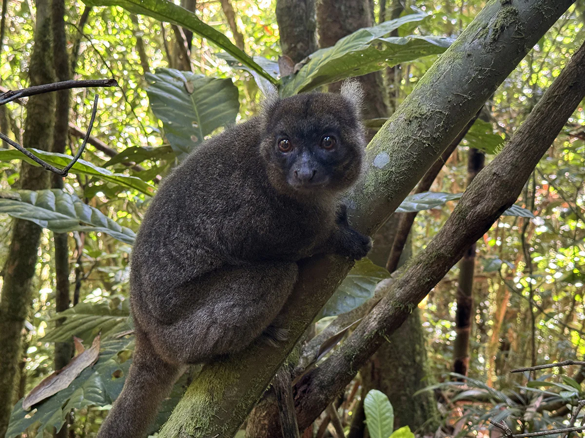 ranomafana parque natural madagascar