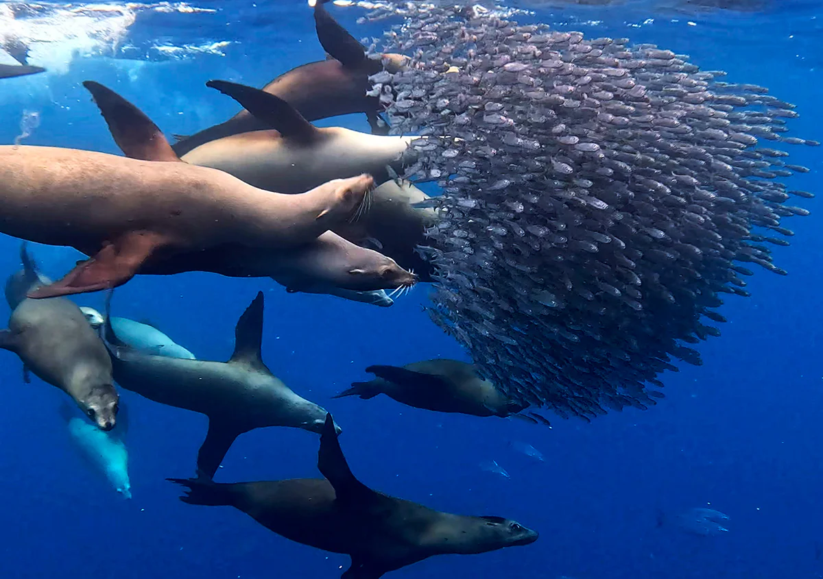 sardine run 14