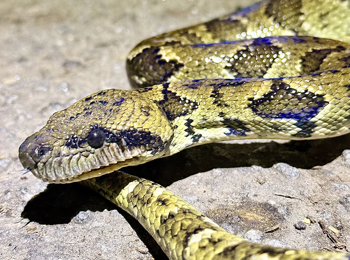 serpiente caminata nocturna ranomafana