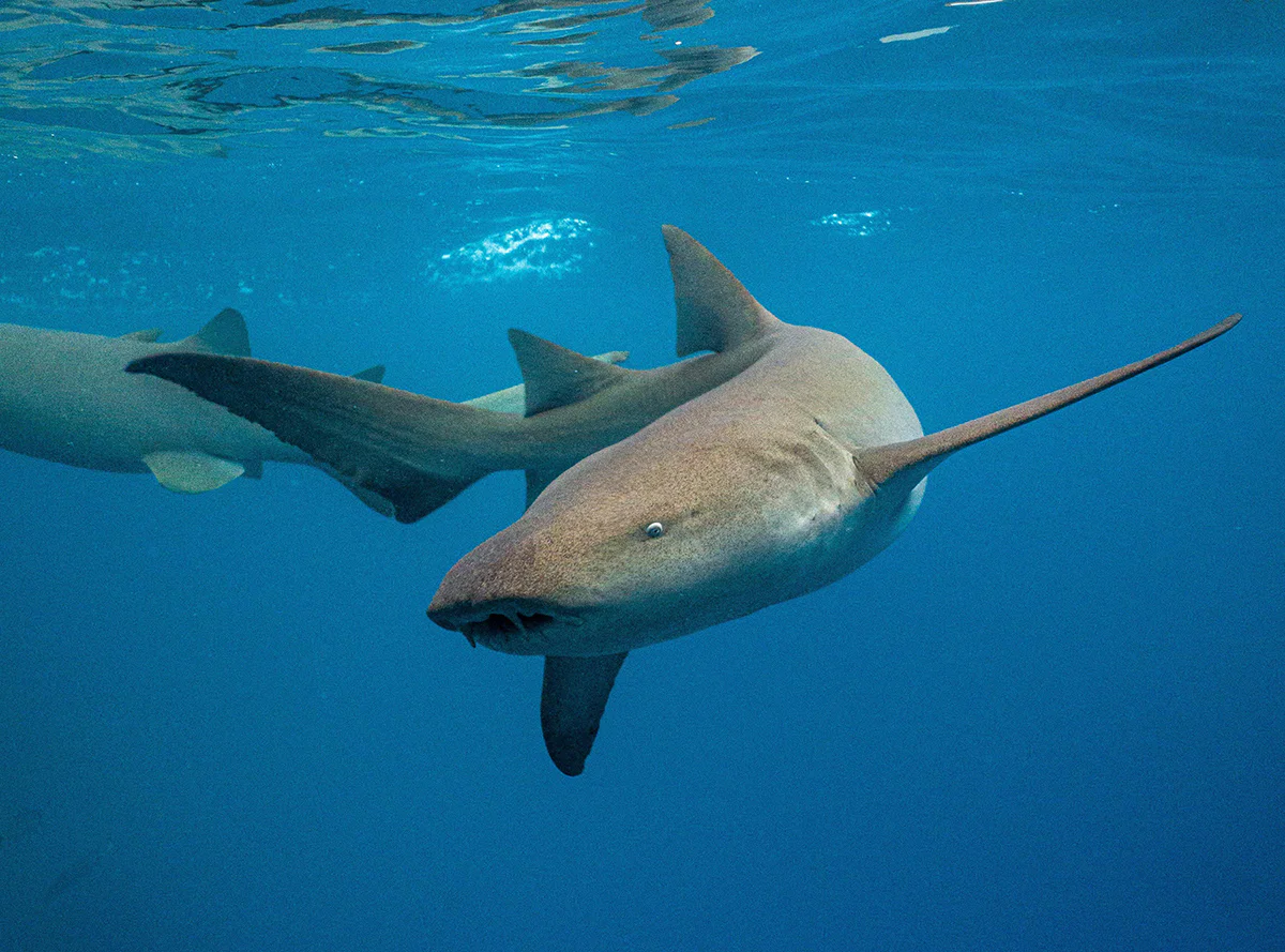 tiburon nodriza maldivas