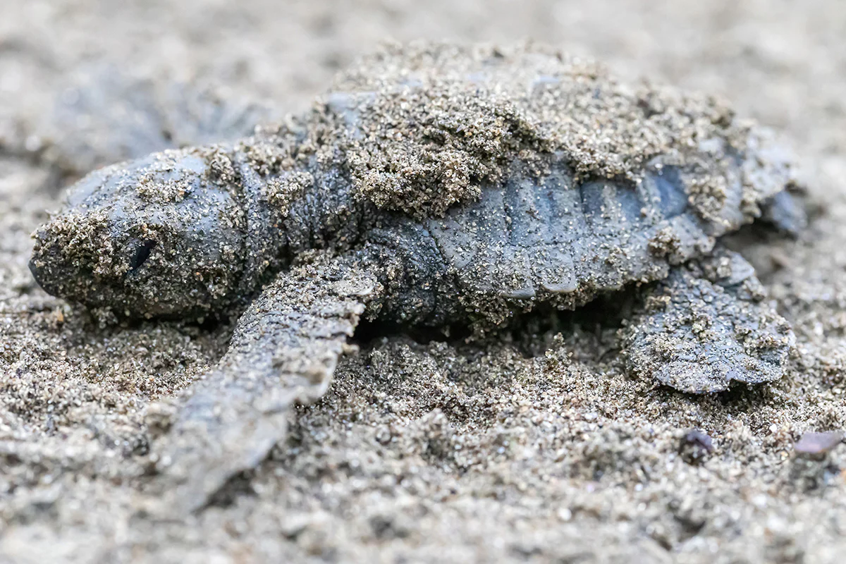 ver tortugas en sal cabo verde