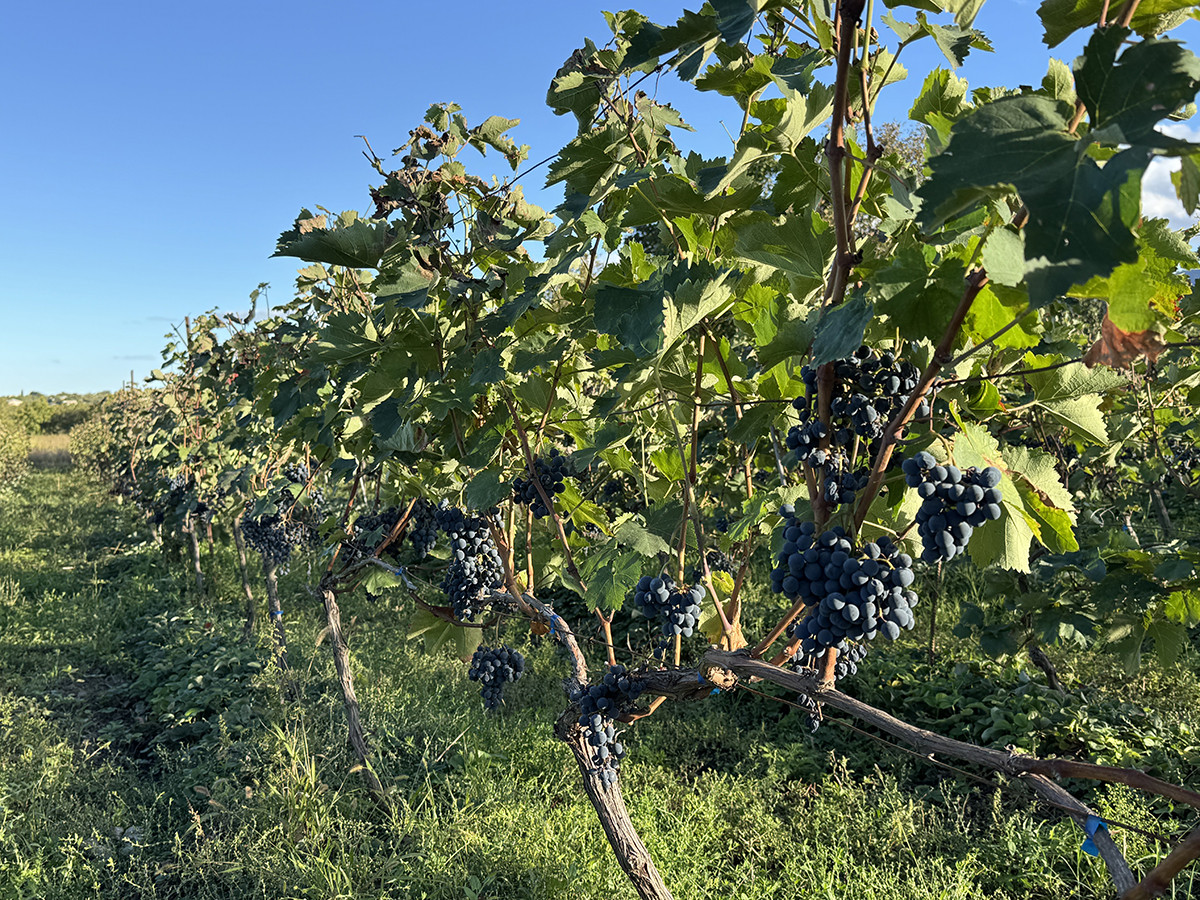 que hacer en Kajetia georgia por libre zona de vinos (10) que hacer en Kajetia georgia por libre zona de vinos (10)