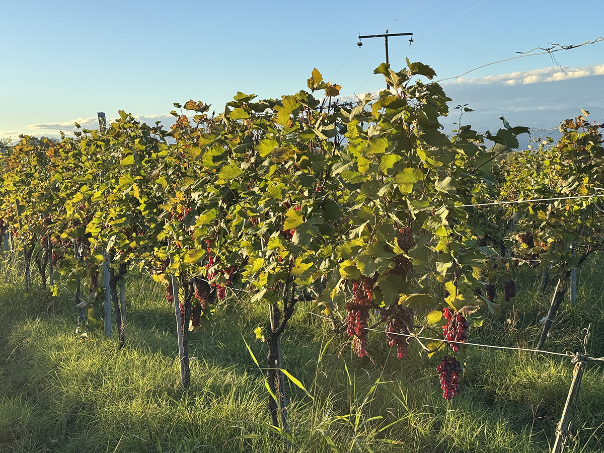 que hacer en Kajetia georgia por libre zona de vinos (6) que hacer en Kajetia georgia por libre zona de vinos (6)